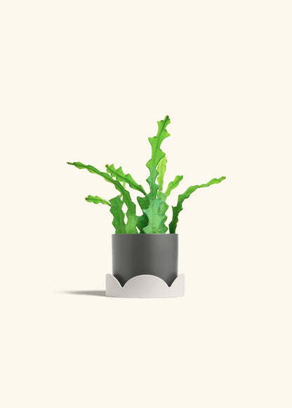  Fishbone Cactus in a 4 inches Charcoal Classic Cylinder Planter in a Oat Petal Drip Tray