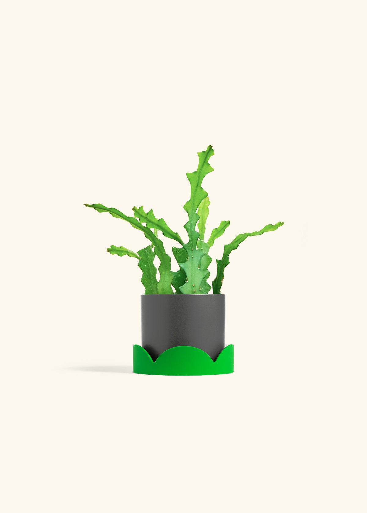  Fishbone Cactus in a 4 inches Charcoal Classic Cylinder Planter in a Shamrock Petal Drip Tray
