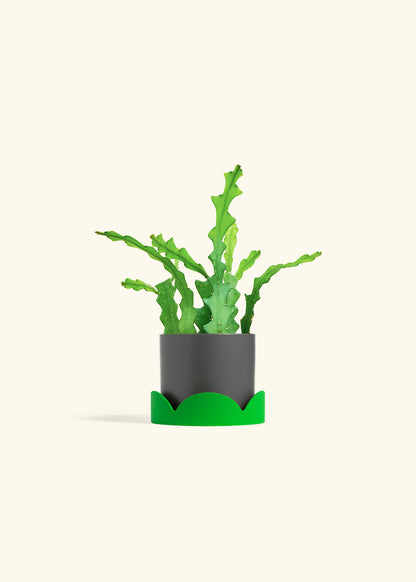  Fishbone Cactus in a 4 inches Charcoal Classic Cylinder Planter in a Shamrock Petal Drip Tray
