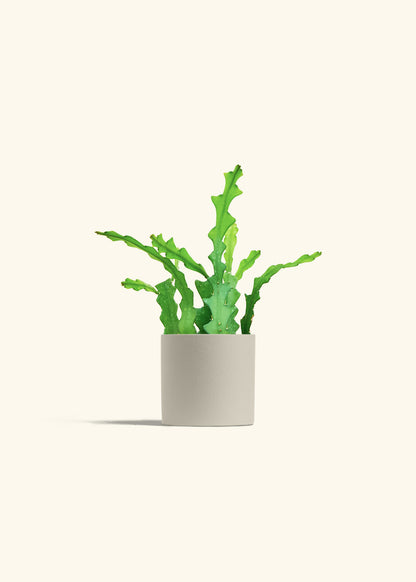  Fishbone Cactus in a 4 inches Oat Classic Cylinder Planter 