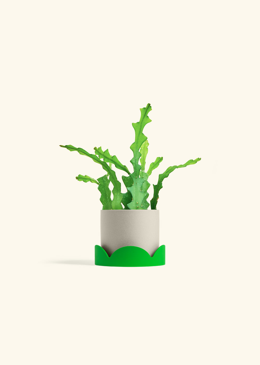  Fishbone Cactus in a 4 inches Oat Classic Cylinder Planter in a Shamrock Petal Drip Tray
