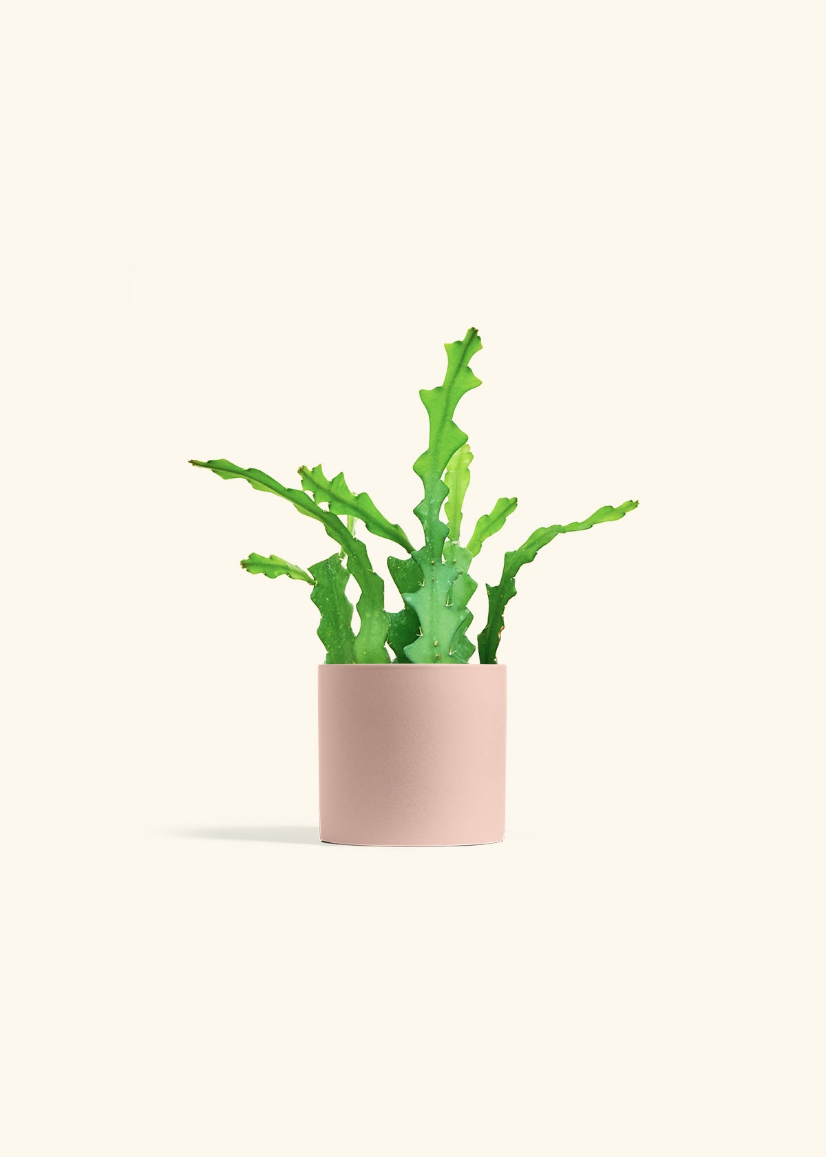  Fishbone Cactus in a 4 inches Pink Classic Cylinder Planter 