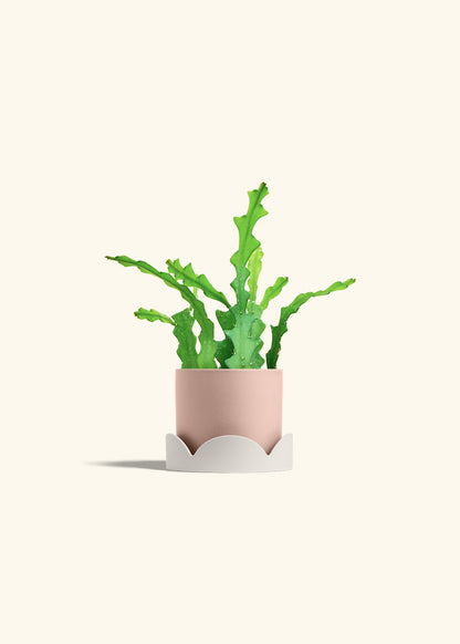  Fishbone Cactus in a 4 inches Pink Classic Cylinder Planter in a Oat Petal Drip Tray