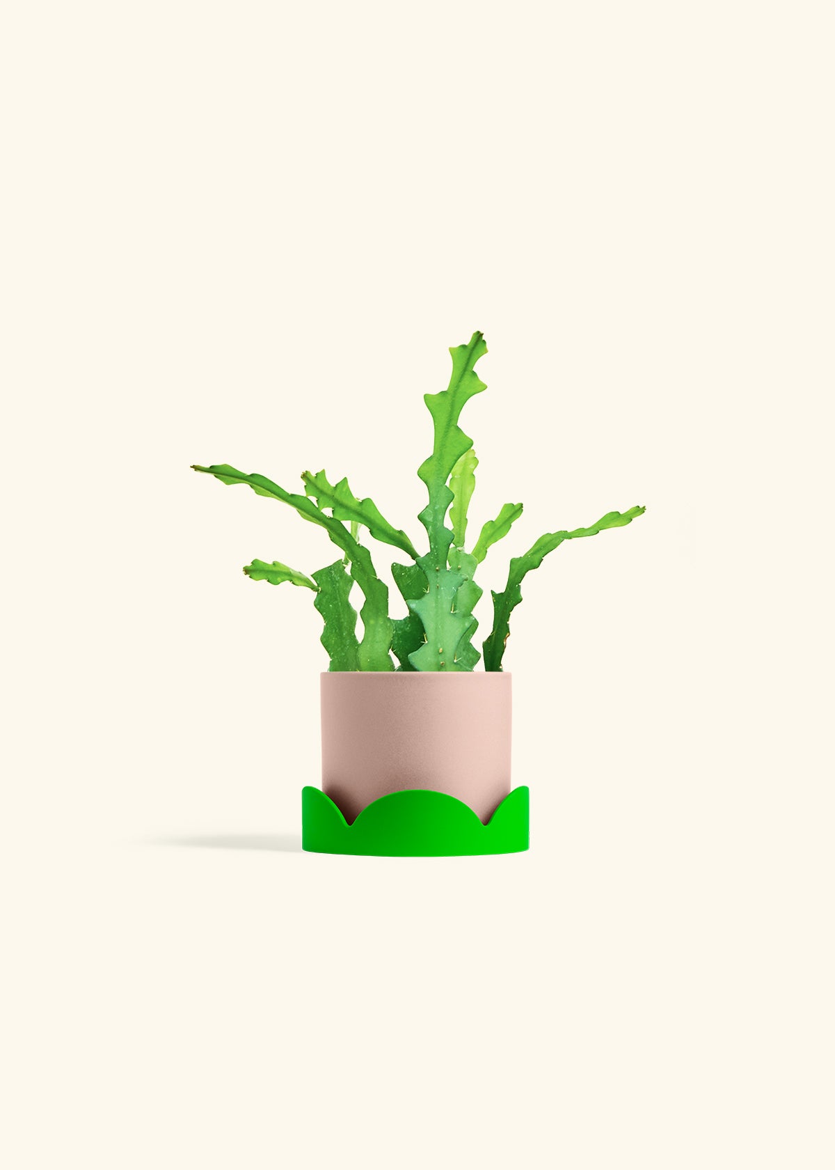  Fishbone Cactus in a 4 inches Pink Classic Cylinder Planter in a Shamrock Petal Drip Tray