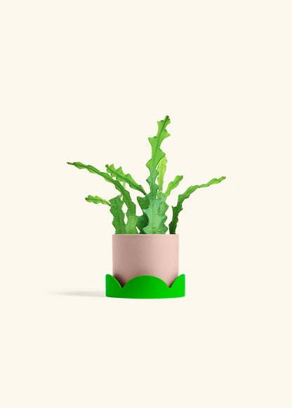 Fishbone Cactus in a 4 inches Pink Classic Cylinder Planter in a Shamrock Petal Drip Tray