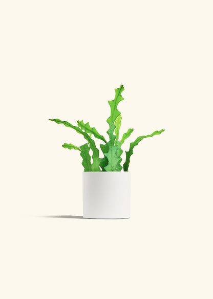  Fishbone Cactus in a 4 inches White Classic Cylinder Planter 