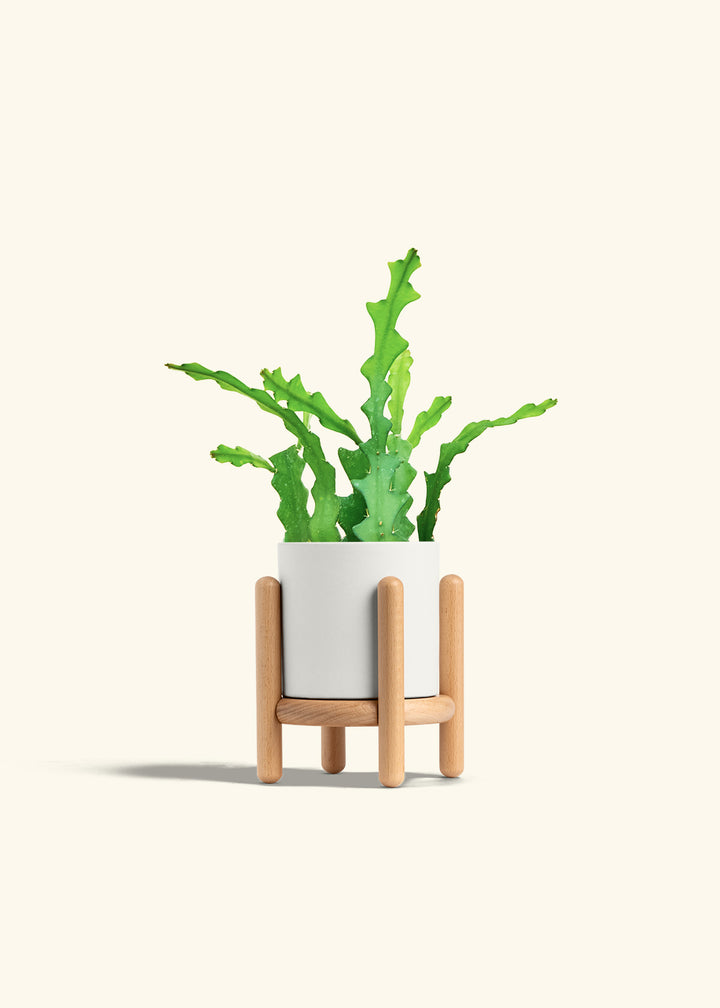  Fishbone Cactus in a 4 inches White Classic Cylinder Planter in a Beech Wood Stand