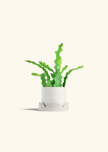  Fishbone Cactus in a 4 inches White Classic Cylinder Planter in a Oat Petal Drip Tray