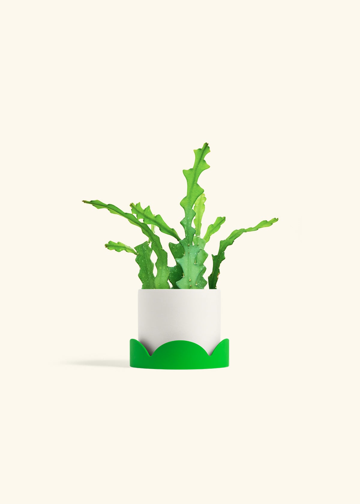  Fishbone Cactus in a 4 inches White Classic Cylinder Planter in a Shamrock Petal Drip Tray