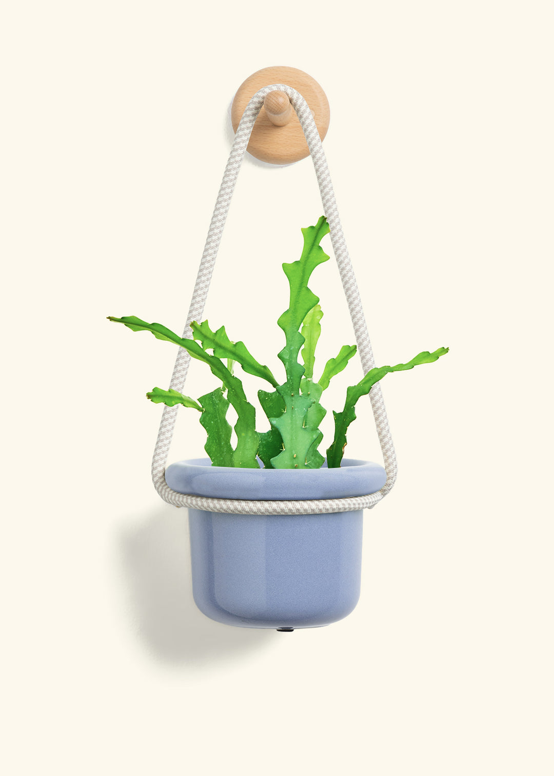 Fishbone Cactus