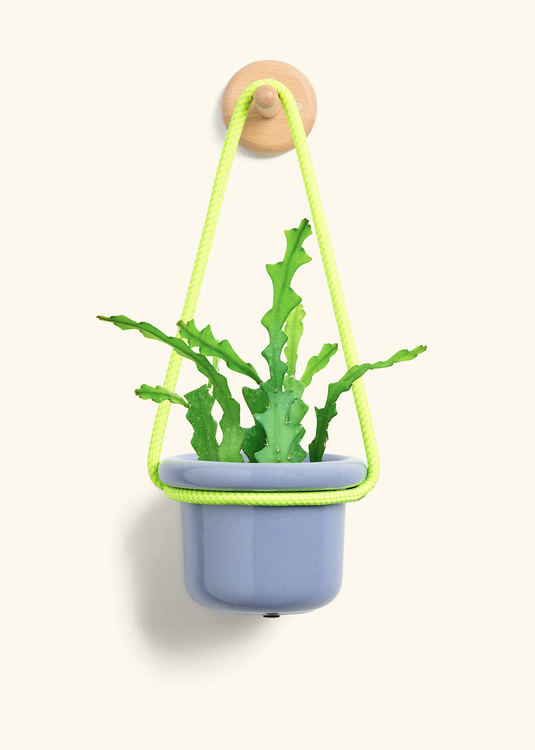 Fishbone Cactus