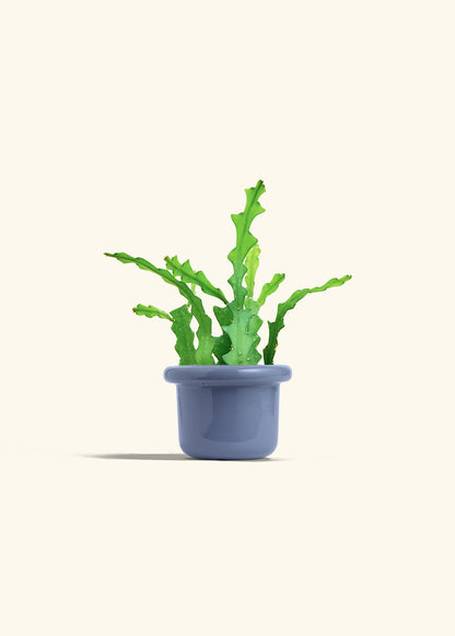  Fishbone Cactus in a 4 inches Fat Lip Blue Planter 