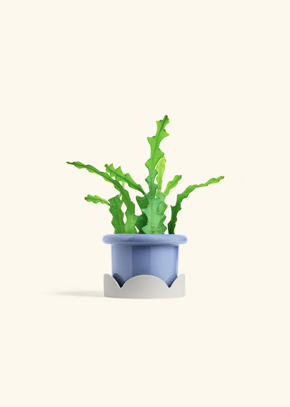  Fishbone Cactus in a 4 inches Fat Lip Blue Planter in a Oat Petal Drip Tray