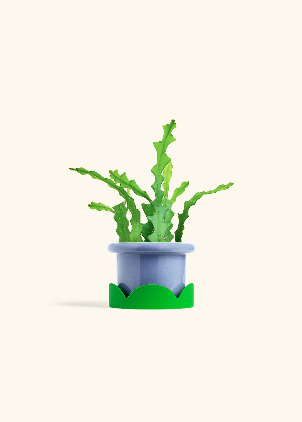  Fishbone Cactus in a 4 inches Fat Lip Blue Planter in a Shamrock Petal Drip Tray