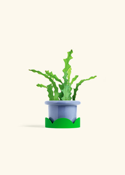 Fishbone Cactus in a 4 inches Fat Lip Blue Planter in a Shamrock Petal Drip Tray