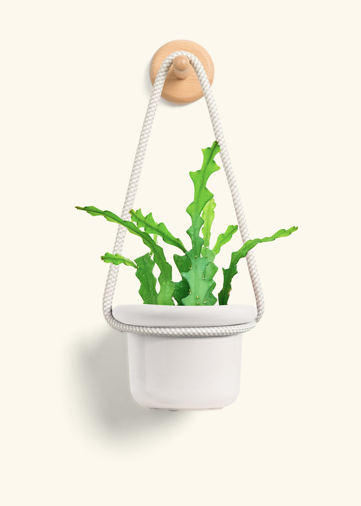 Fishbone Cactus