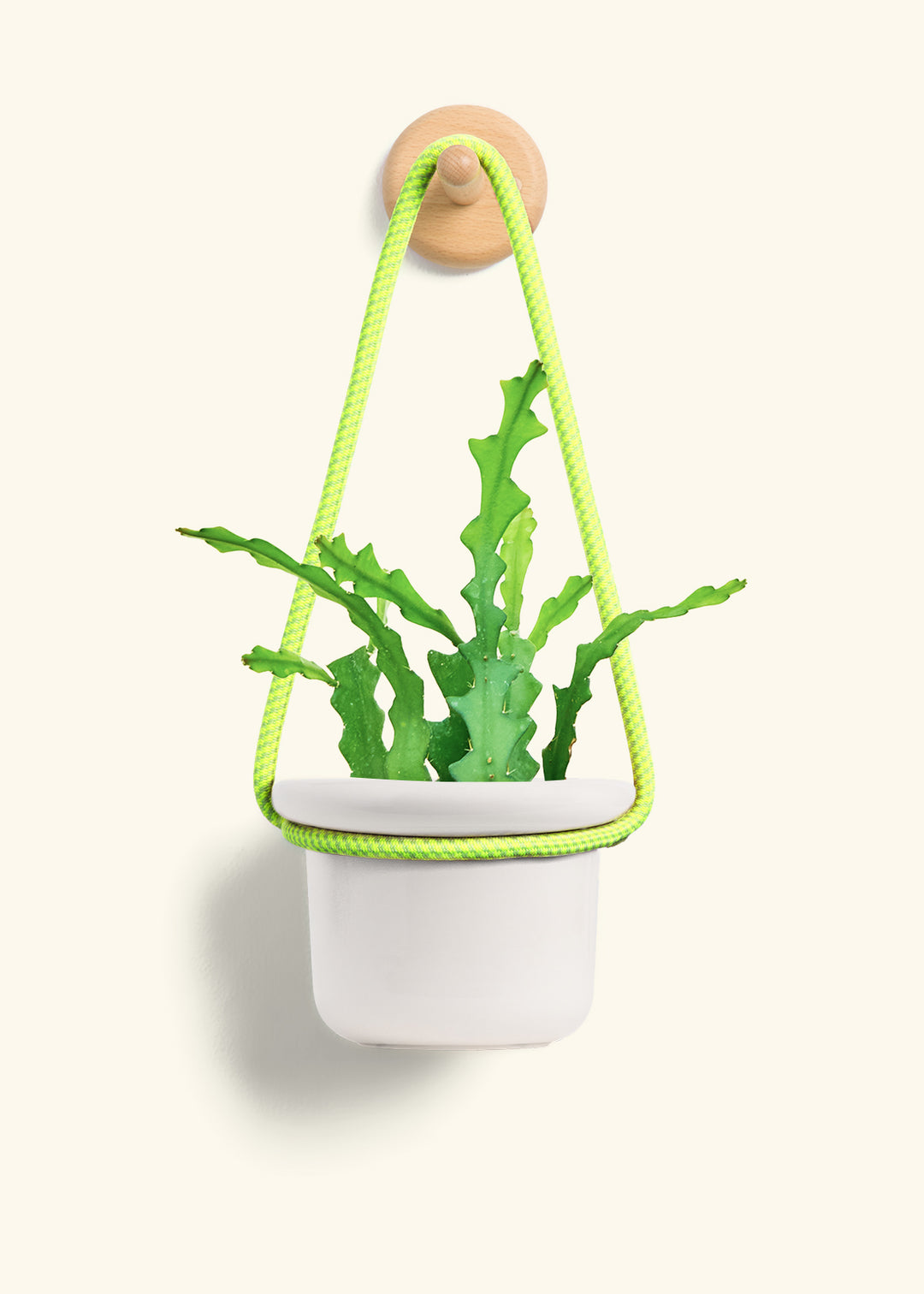 Fishbone Cactus