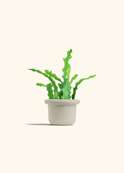  Fishbone Cactus in a 4 inches Fat Lip Oat Planter 
