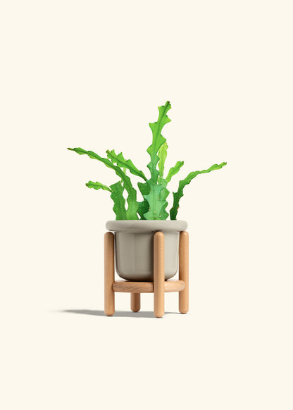  Fishbone Cactus in a 4 inches Fat Lip Oat Planter in a Beech Wood Stand