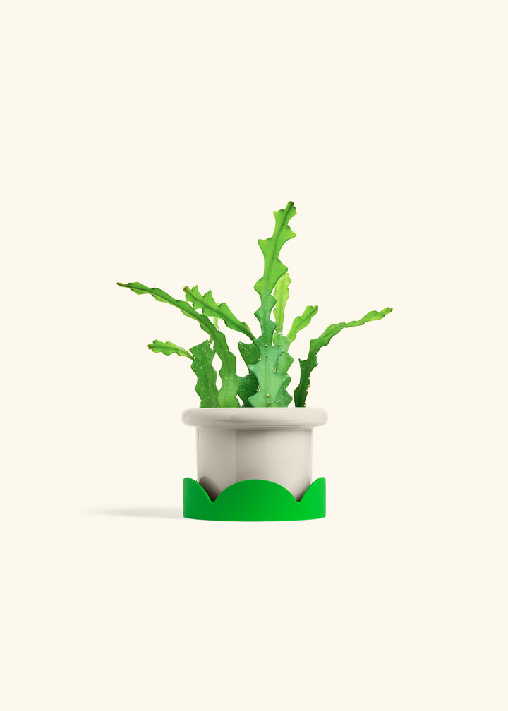  Fishbone Cactus in a 4 inches Fat Lip Oat Planter in a Shamrock Petal Drip Tray