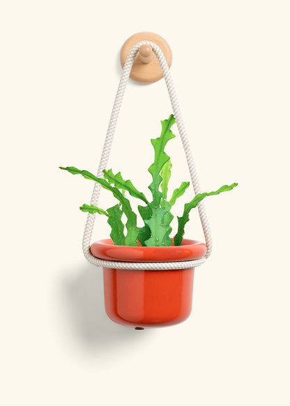 Fishbone Cactus, Small