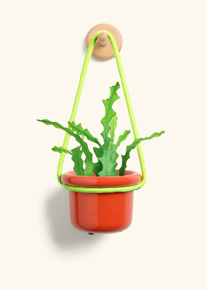 Fishbone Cactus