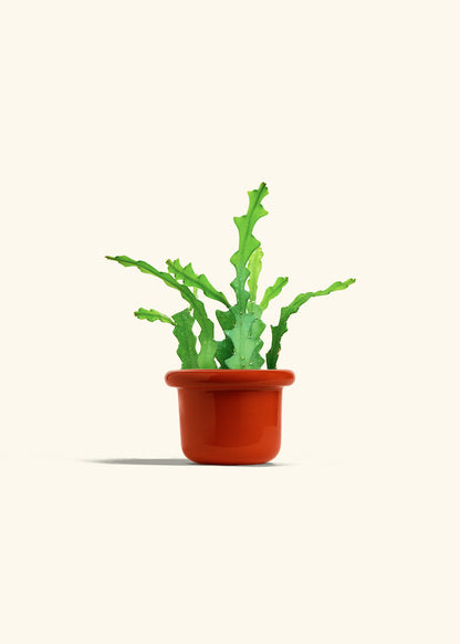  Fishbone Cactus in a 4 inches Fat Lip Red Planter 