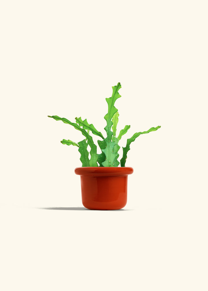  Fishbone Cactus in a 4 inches Fat Lip Red Planter 