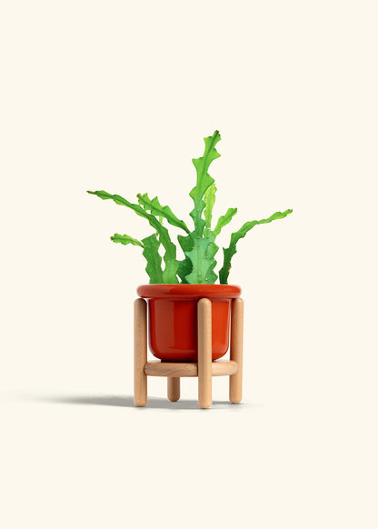  Fishbone Cactus in a 4 inches Fat Lip Red Planter in a Beech Wood Stand