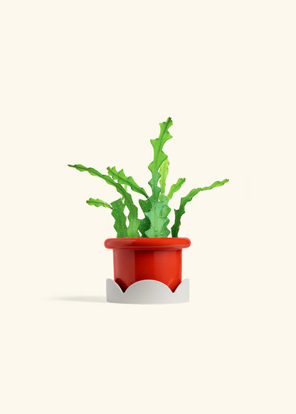  Fishbone Cactus in a 4 inches Fat Lip Red Planter in a Oat Petal Drip Tray