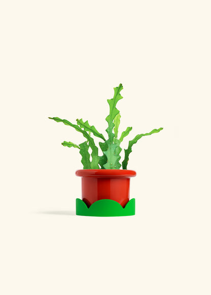  Fishbone Cactus in a 4 inches Fat Lip Red Planter in a Shamrock Petal Drip Tray