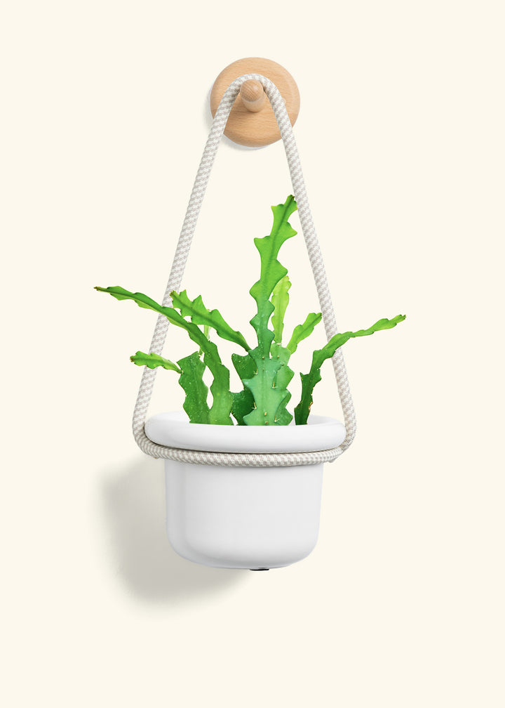 Fishbone Cactus