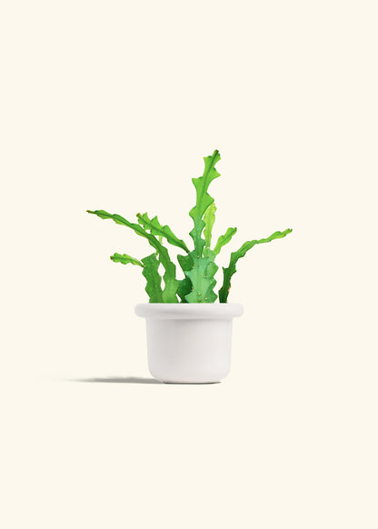  Fishbone Cactus in a 4 inches Fat Lip White Planter 