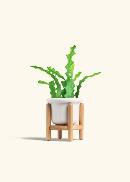  Fishbone Cactus in a 4 inches Fat Lip White Planter in a Beech Wood Stand