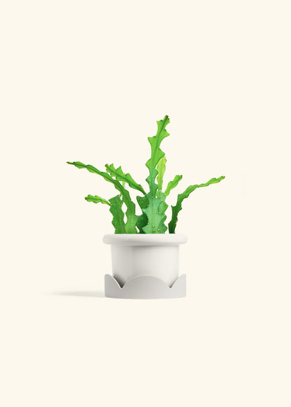  Fishbone Cactus in a 4 inches Fat Lip White Planter in a Oat Petal Drip Tray