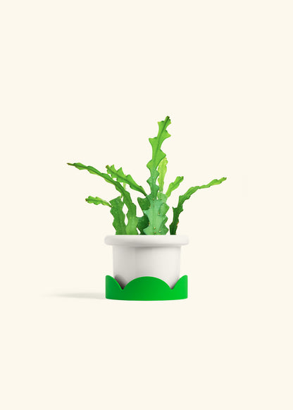  Fishbone Cactus in a 4 inches Fat Lip White Planter in a Shamrock Petal Drip Tray