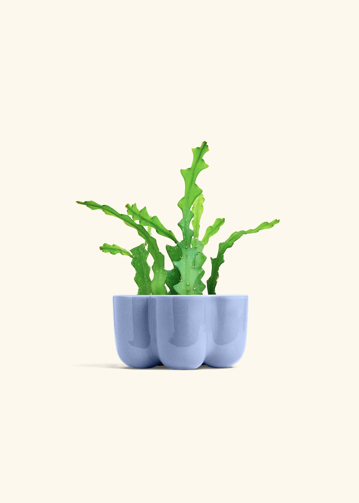  Fishbone Cactus in a 4 inches in a Blue Petal Planter