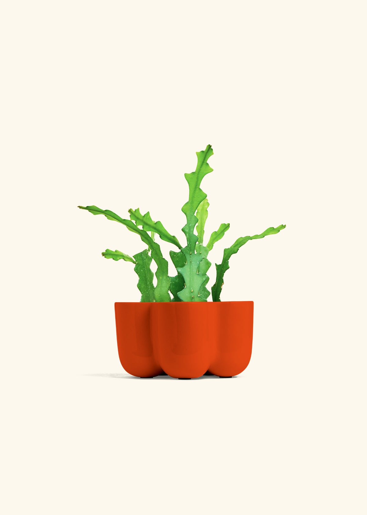  Fishbone Cactus in a 4 inches in a Red Petal Planter