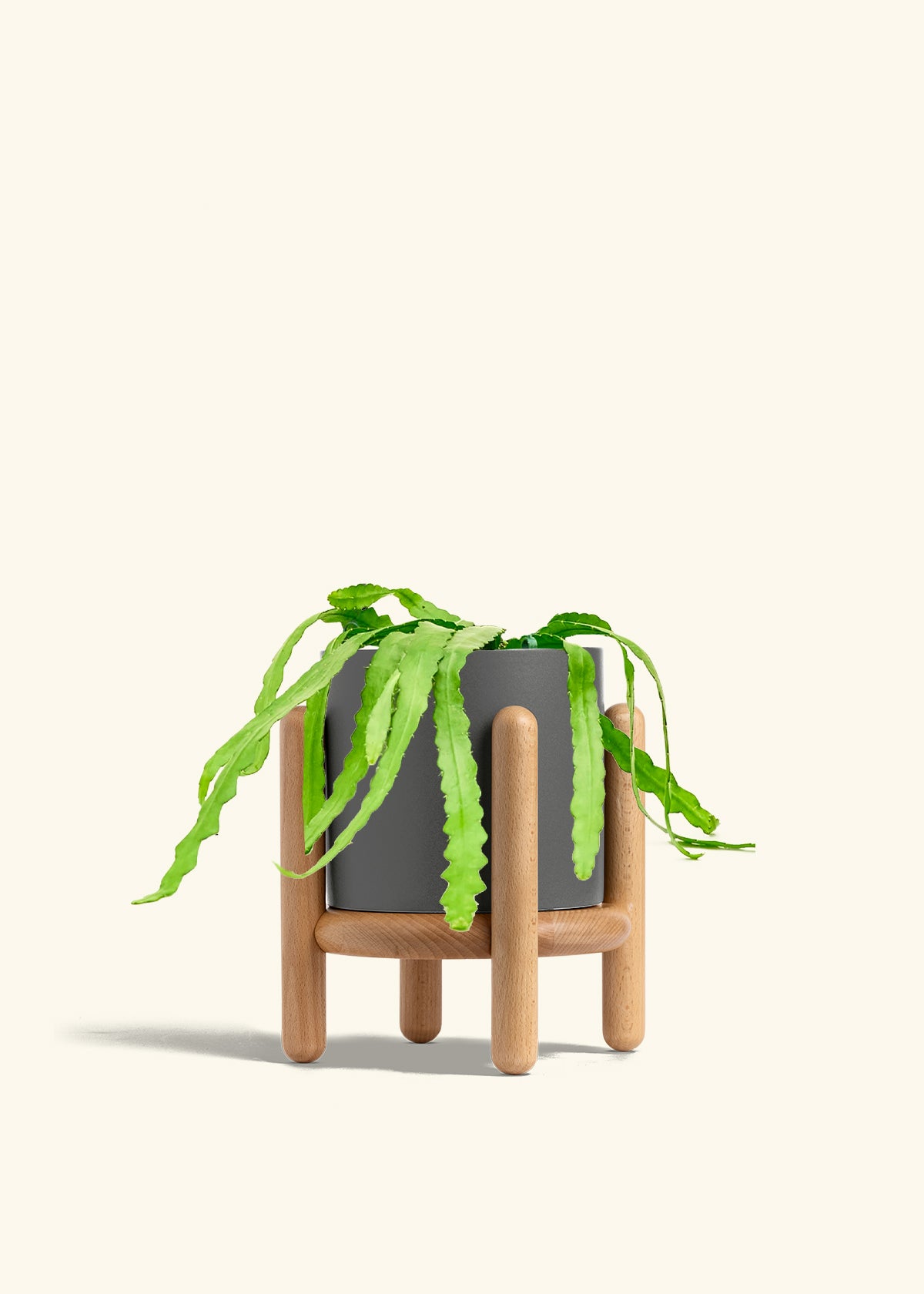 Fishbone Cactus in a 6 inches Charcoal Classic Cylinder Planter in a Beech Wood Stand