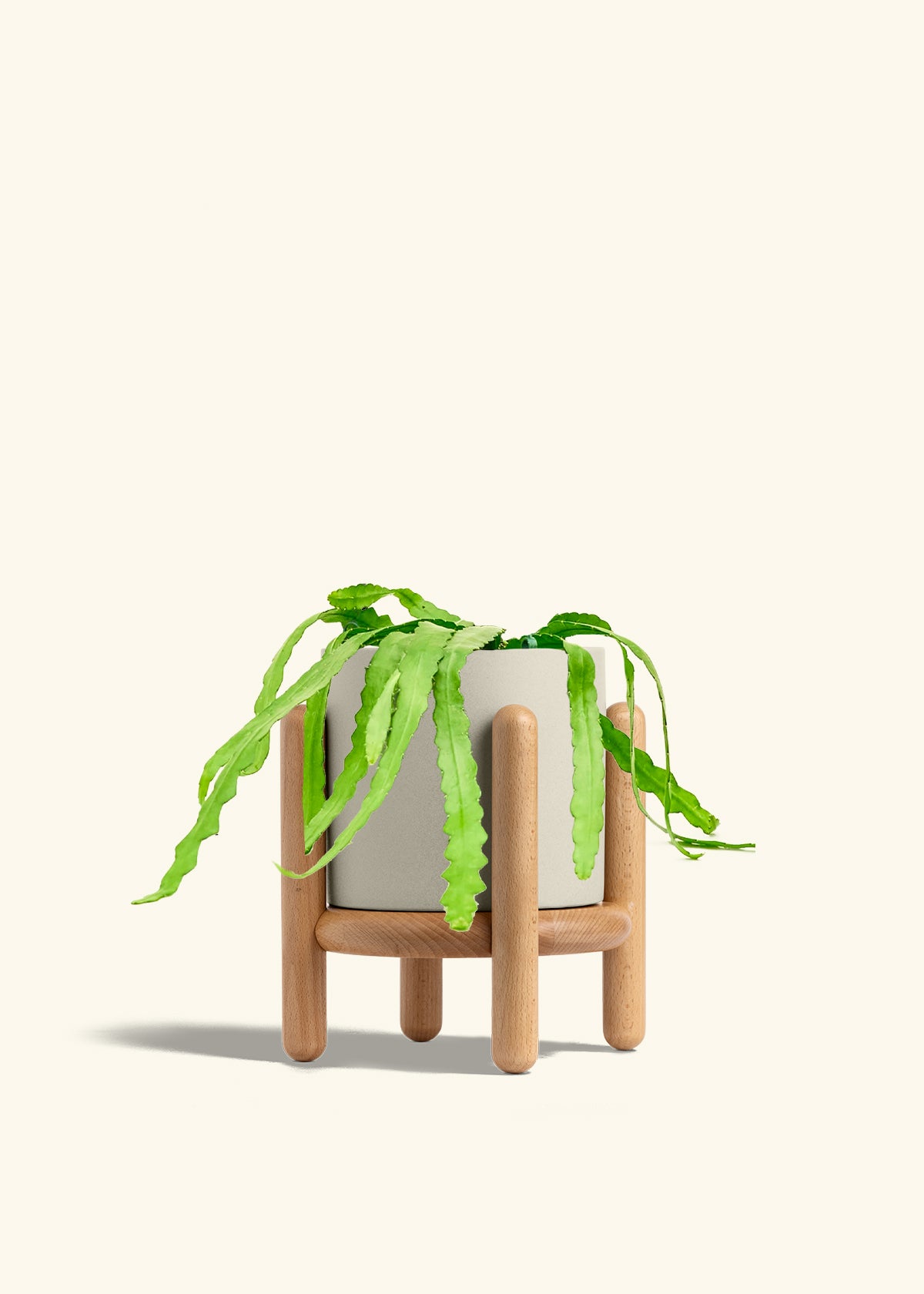 Fishbone Cactus in a 6 inches Oat Classic Cylinder Planter in a Beech Wood Stand