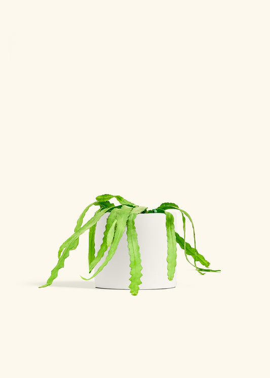 Fishbone Cactus in a 6 inches White Classic Cylinder Planter in a Shamrock Petal Drip Tray