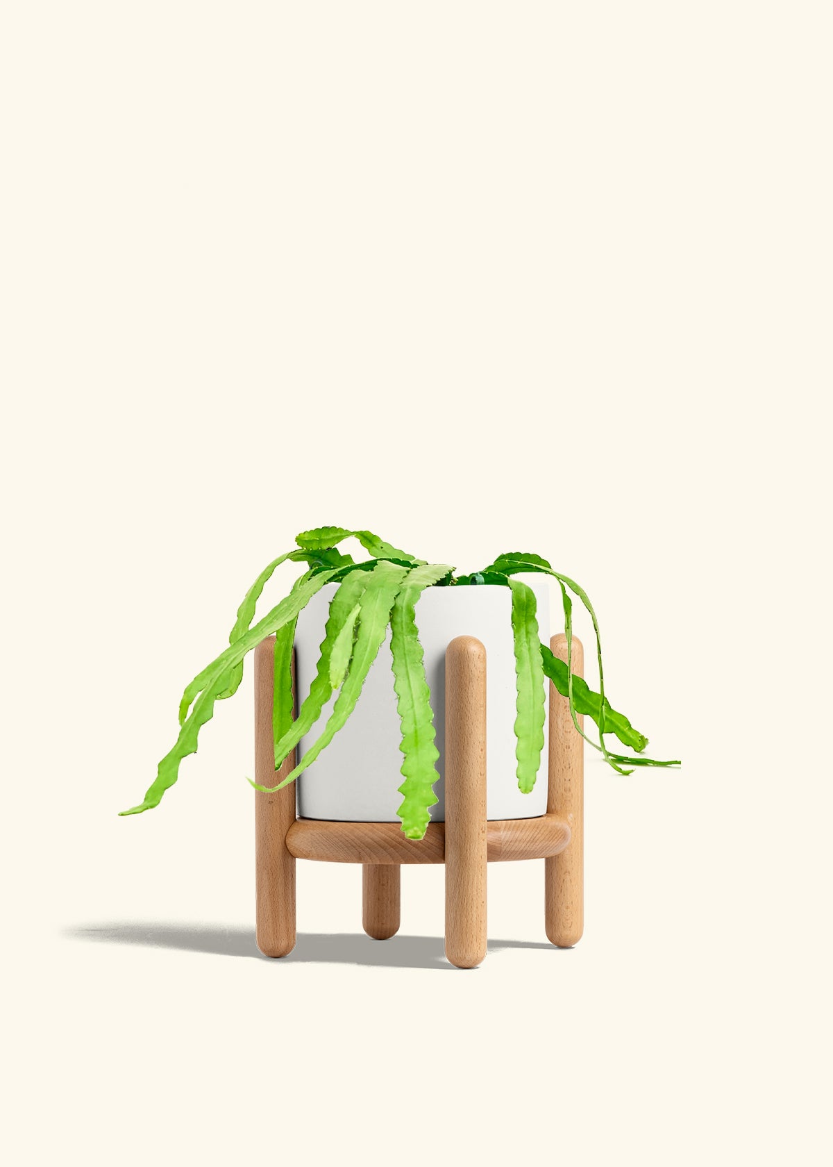 Fishbone Cactus in a 6 inches White Classic Cylinder Planter in a Beech Wood Stand