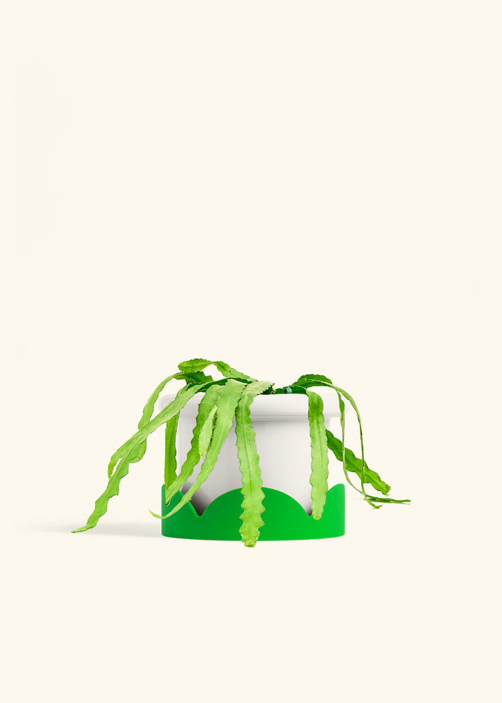 Fishbone Cactus in a 6 inches Fat Lip White Planter in a Shamrock Petal Drip Tray