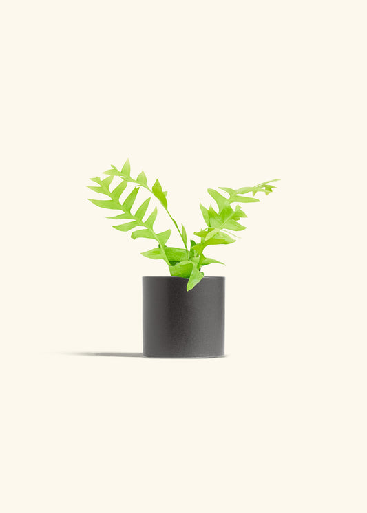 Sharktooth Fern in a 4 inches Charcoal Classic Cylinder Planter 