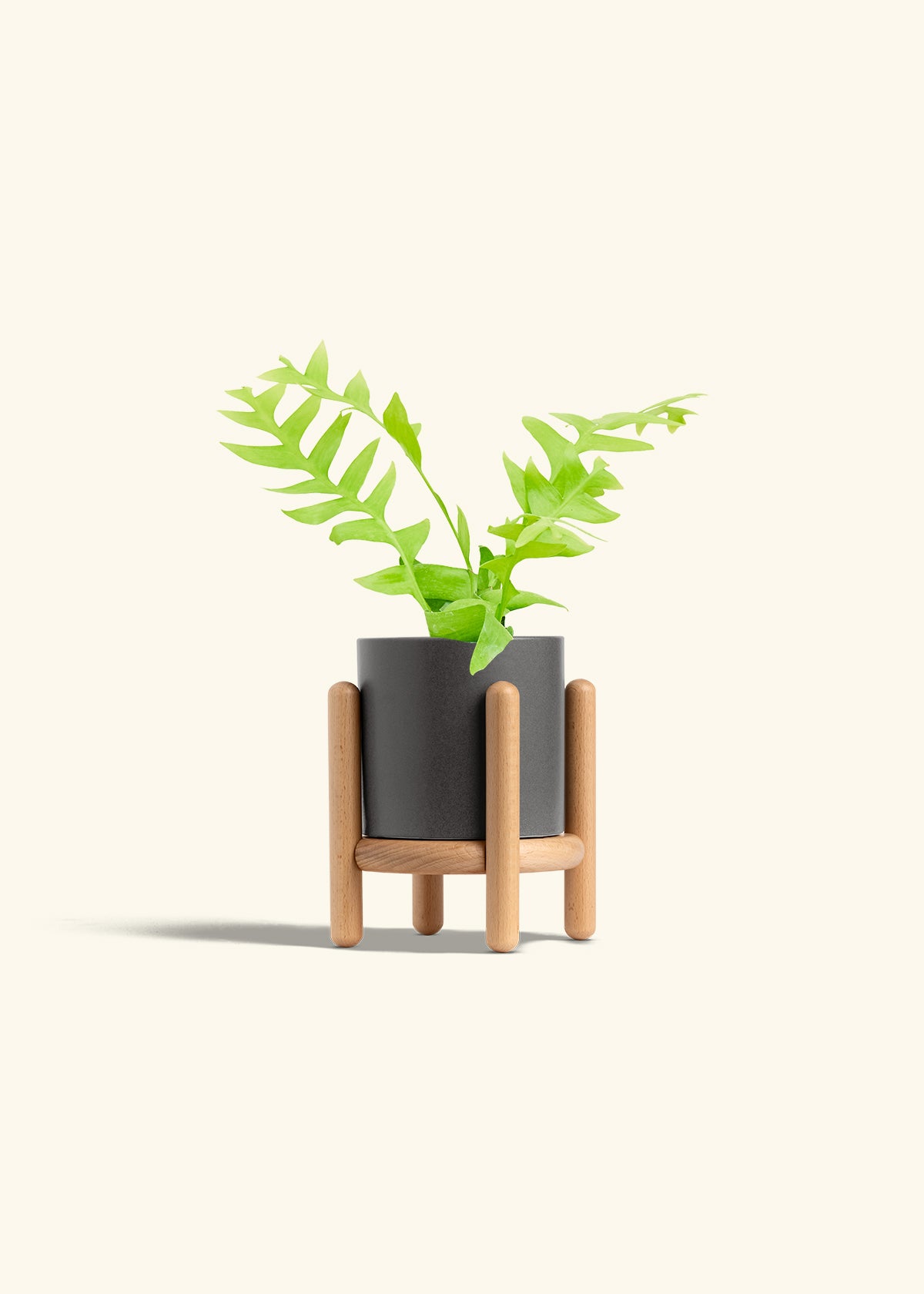 Sharktooth Fern in a 4 inches Charcoal Classic Cylinder Planter in a Beech Wood Stand