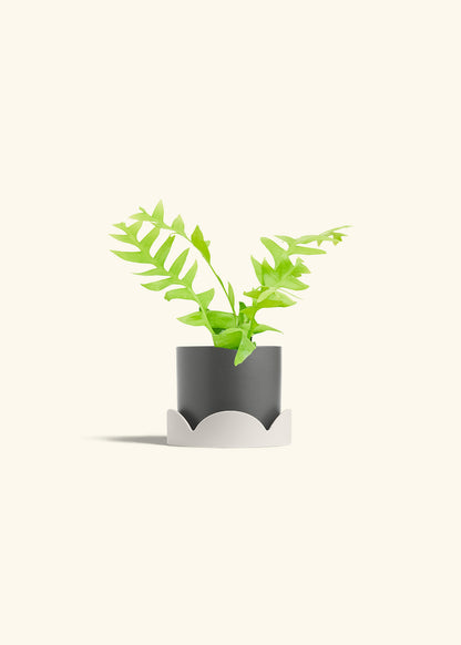 Sharktooth Fern in a 4 inches Charcoal Classic Cylinder Planter in a Oat Petal Drip Tray