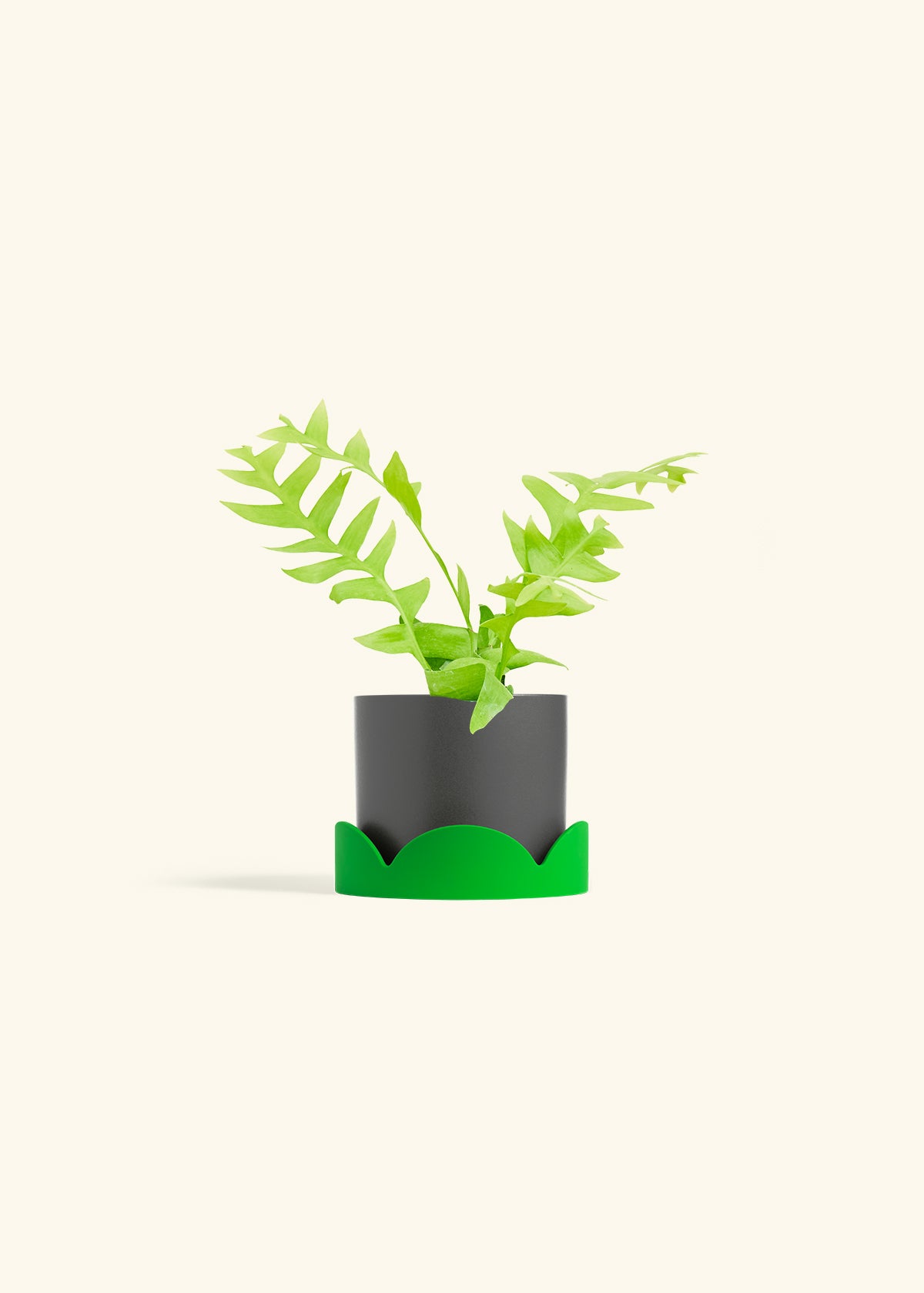 Sharktooth Fern in a 4 inches Charcoal Classic Cylinder Planter in a Shamrock Petal Drip Tray