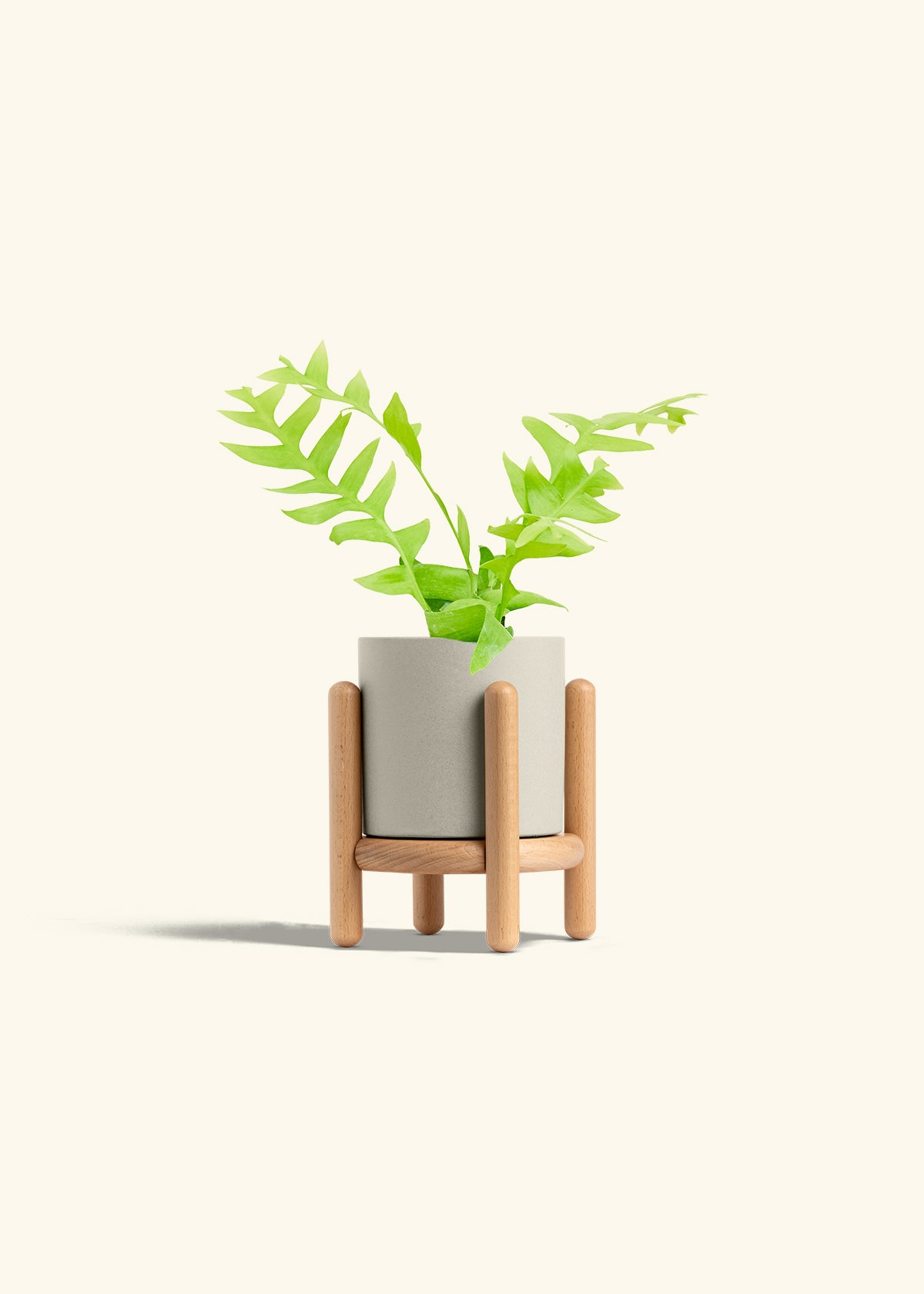 Sharktooth Fern in a 4 inches Oat Classic Cylinder Planter in a Beech Wood Stand