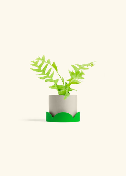 Sharktooth Fern in a 4 inches Oat Classic Cylinder Planter in a Shamrock Petal Drip Tray