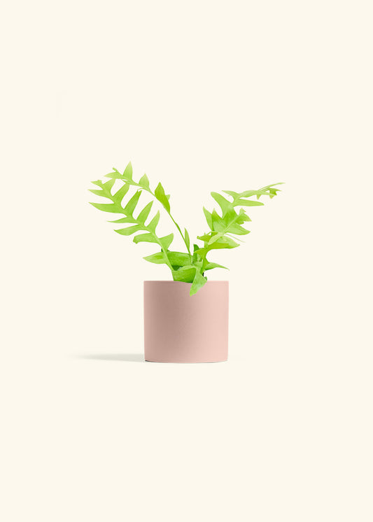 Sharktooth Fern in a 4 inches Pink Classic Cylinder Planter 
